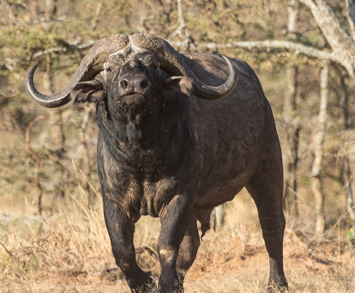 Discounted Cape Buffalo & Sable Safari - South Africa 