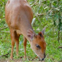 Small Antelope (Tiny 10 Safaris)