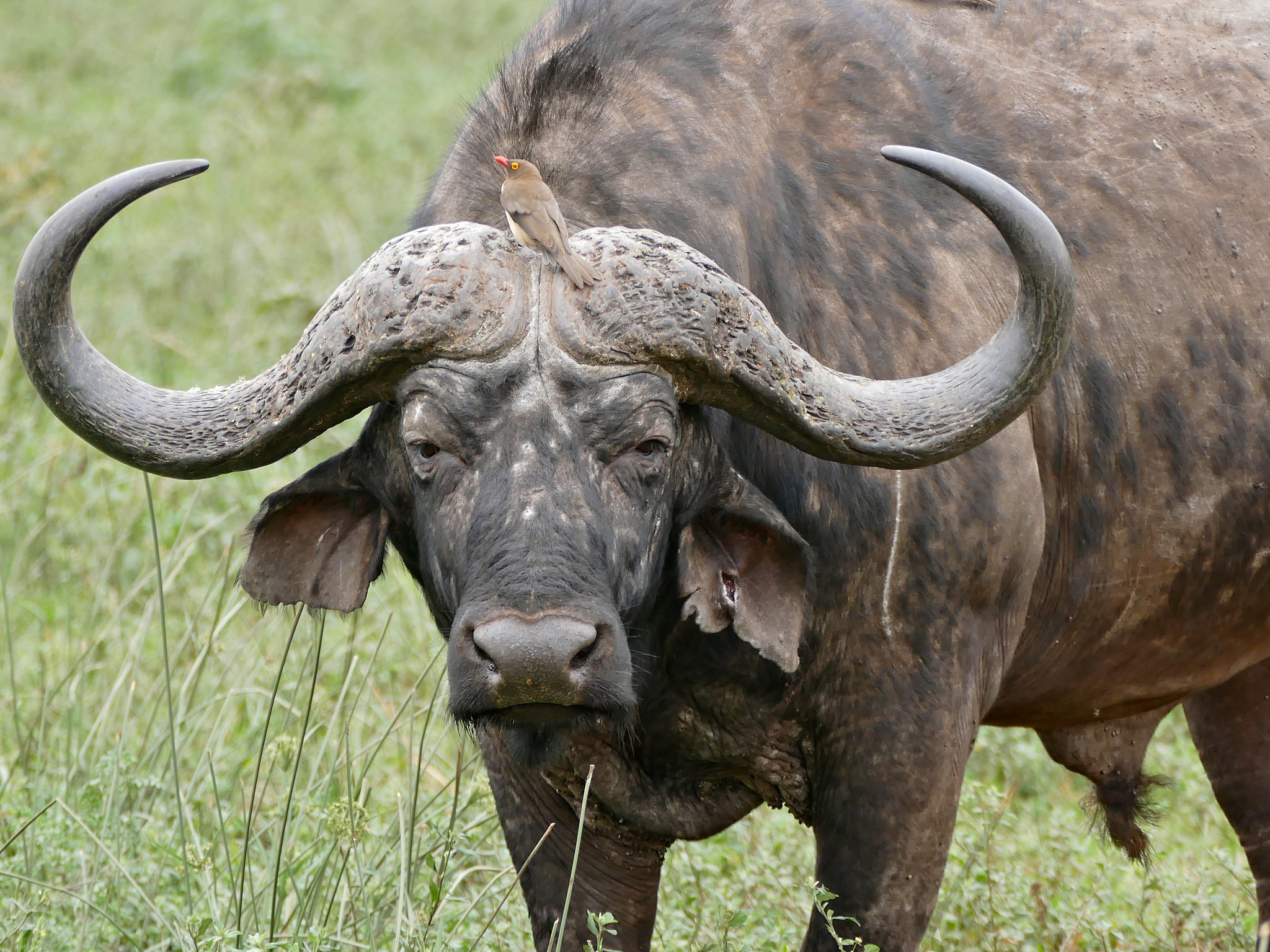 Hunting Cape Buffalo 1