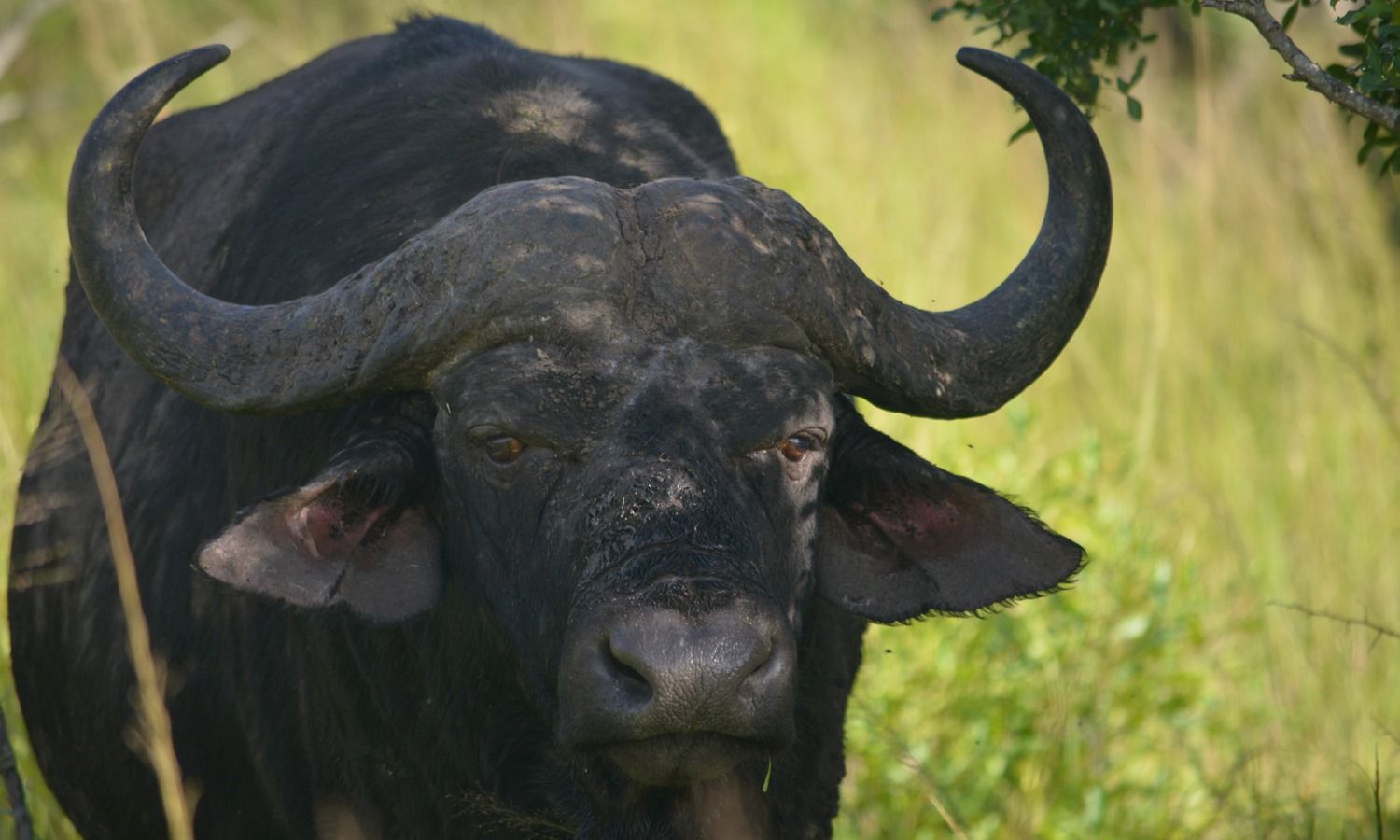 7 Day Cape Buffalo Hunt in Zambia