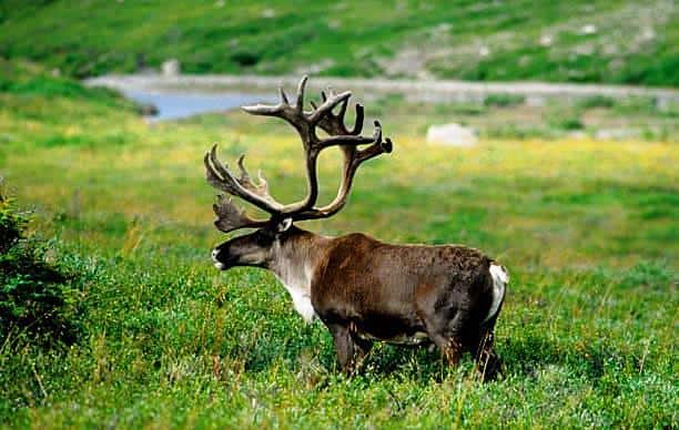 Reindeer (Caribou) Hunt - Greenland 