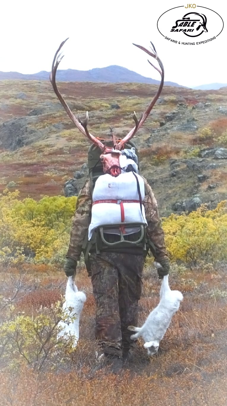 Hunting Reindeer