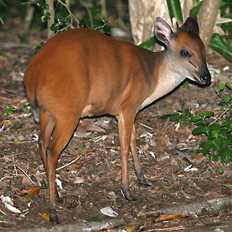 Hunting Red Duiker