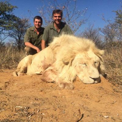 Hunting Lion Africa 