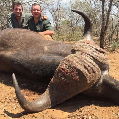 Cape Buffalo Hunt Africa 