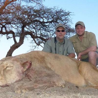 Hunting Lion Africa 