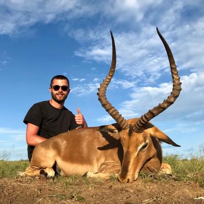 Impala Hunt Africa 