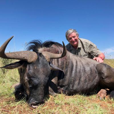 Blue Wildebeest Hunt Africa 