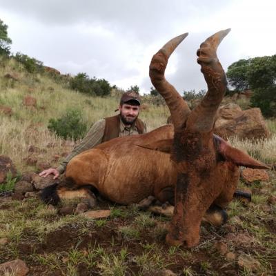 Hunting Red Hartebeest Africa