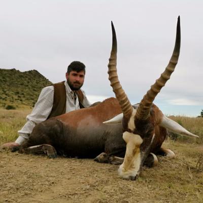 Hunting Blesbuck Africa