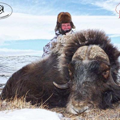 Musk Ox Hunting Greenland