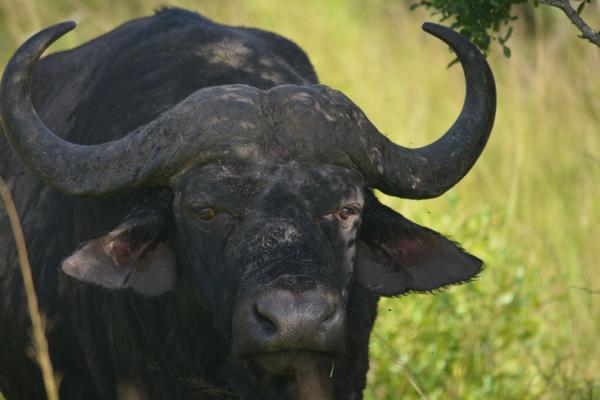 7 Day Cape Buffalo Hunt in Zambia