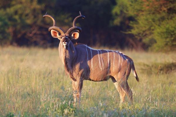 Affordable Plains Game Hunting Trip - South Africa 