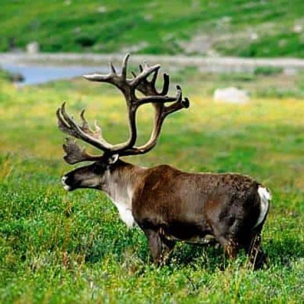 Reindeer (Caribou) Hunt - Greenland 