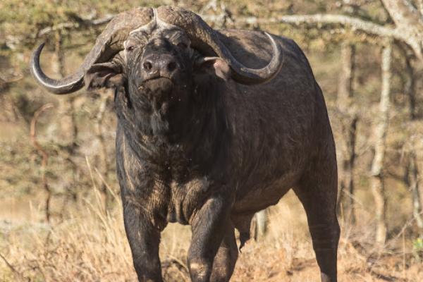 Discounted Cape Buffalo & Sable Safari - South Africa 